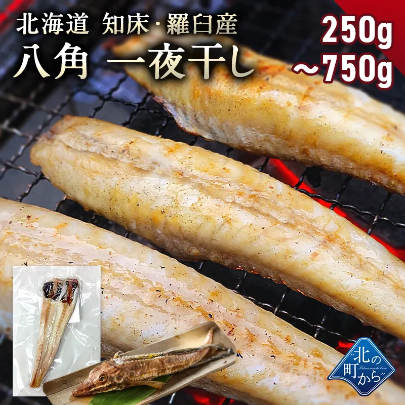 八角 北海道 知床・羅臼産 八角一夜干し 1袋250g (2~5本前後入り) ハッカク はっかく 魚 干物  冷凍干物 お取り寄せ 国産 珍味 BBQ