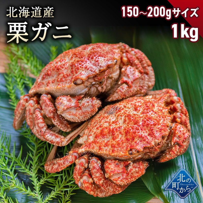栗ガニ 北海道産 150g〜200gサイズ　1kg（4〜6尾） 小ぶりでもしっかりと濃いカニの出汁とカニミソが楽しめます！ 栗蟹 クリガニ カニ 蟹