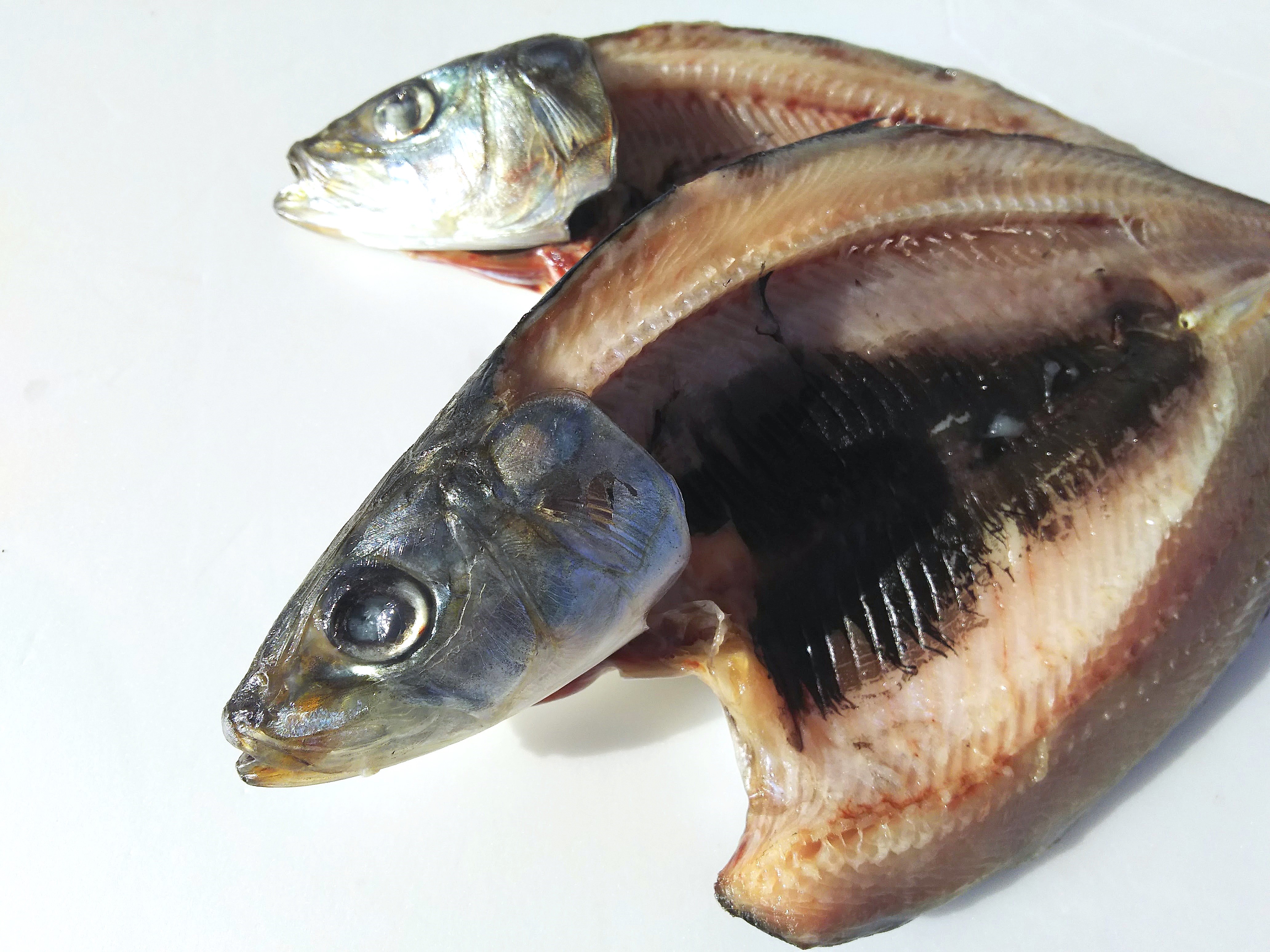 入梅鰯　5枚＋1枚サービス　（北海道産）