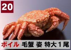 20) 極上ボイル毛ガニ姿　特大 1尾  約700ｇ