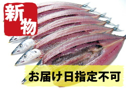 【新物】とろ秋刀魚 ／５枚+１枚サービス