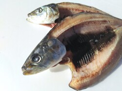 入梅鰯　5枚＋1枚サービス　（北海道産）