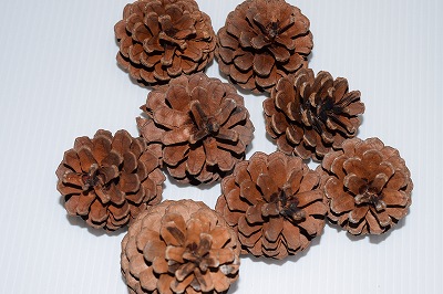 松ぼっくり(30個セット）