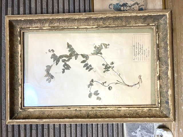 植物標本アルミフレーム　ブロカントアトリエ蚤の市　ビンテージアンティーク　2枚 植物標本アルミフレーム ブロカントアトリエ蚤の市 ビンテージ