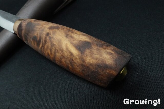 ta621出品◆タイの最高峰２品種◆レディフィンガー＆クルアイカイ◆大苗・ ナイフショップ グローイング！□Ahti 【アハチ】□ ティッカ 62