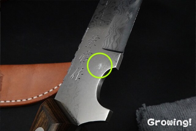 『チューリップ・フィーバー』小道具 コルネリスの手紙 チューリップ・フィーバー』小道具 コルネリスの手紙