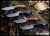 MK-2020BM-NBCM-CO-FL-MK-2020BM-NBCM-CO-FL-1.jpg