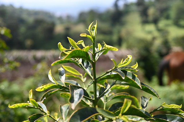ゴロ・ベデッサ