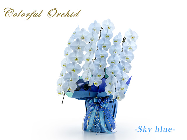 カラフル胡蝶蘭3本立（スカイブルー）