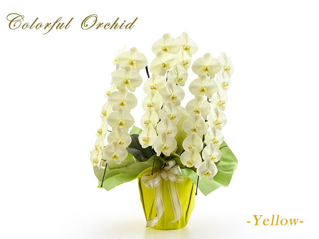 カラフル胡蝶蘭3本立（イエロー）