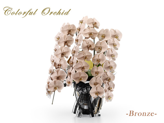 カラフル胡蝶蘭3本立（ブロンズ）