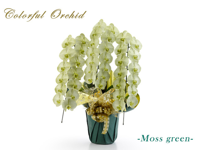 カラフル胡蝶蘭3本立（モスグリーン）