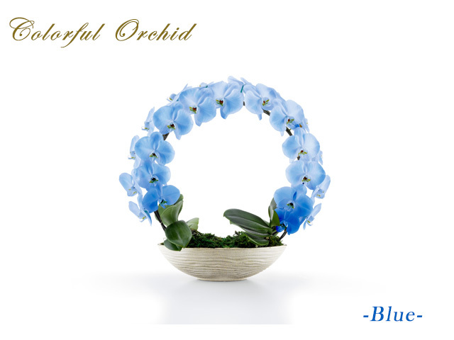 カラフルリング胡蝶蘭（ブルー）