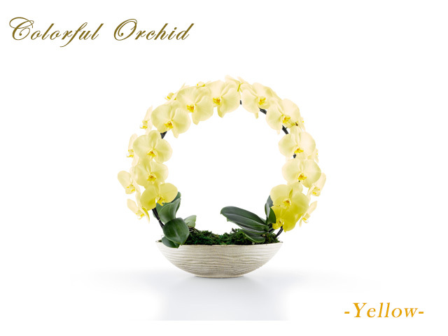 カラフルリング胡蝶蘭（イエロー）