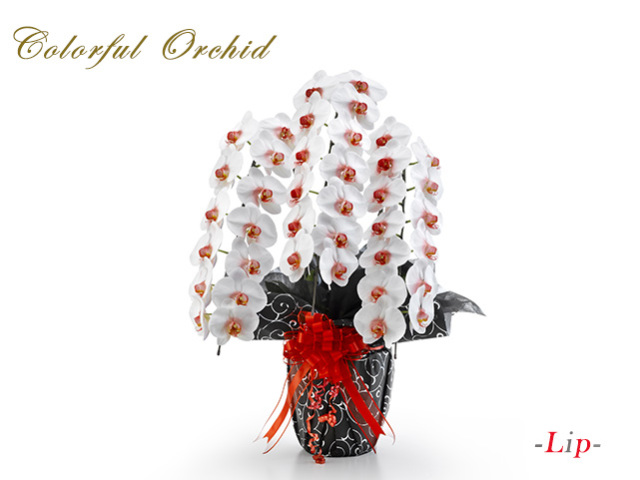 カラフル胡蝶蘭3本立（白赤）