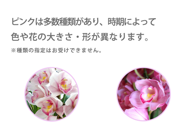 シンビジュームピンク