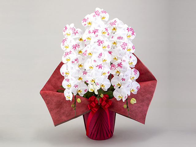 【化粧蘭-もみじ】胡蝶蘭3本立36輪（白）