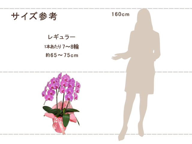 レギュラー胡蝶蘭3本立21輪（ピンク）