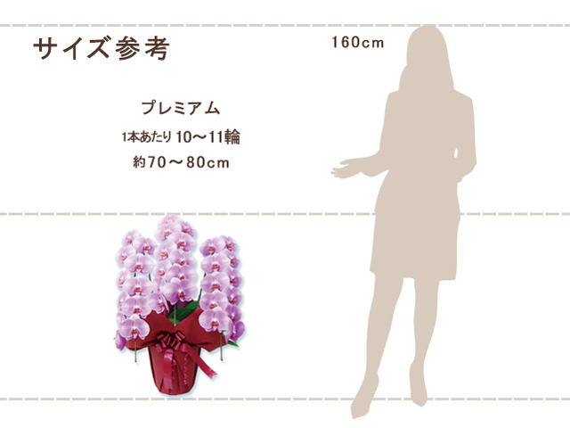 プレミアム胡蝶蘭3本立30輪（ピンク）
