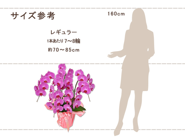 レギュラー胡蝶蘭5本立35輪（ピンク）
