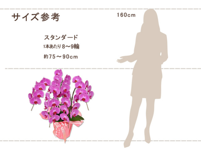 スタンダード胡蝶蘭5本立40輪（ピンク）