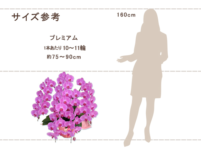 プレミアム胡蝶蘭5本立50輪（ピンク）