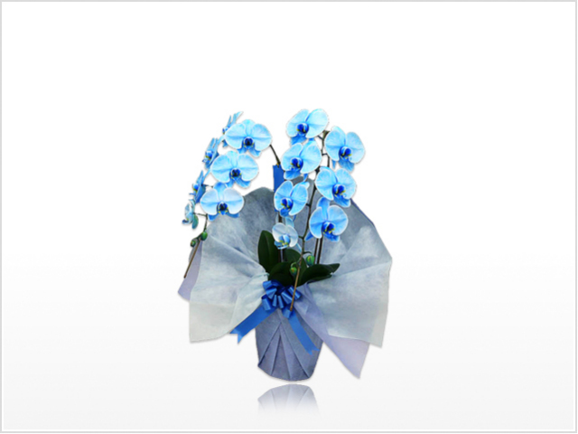 スタンダード胡蝶蘭2本立（青）