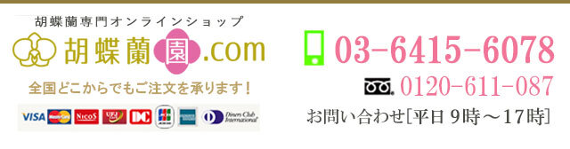 胡蝶蘭ガレージセール問い合わせ 胡蝶蘭 白5本立(ロング) ran-002 - 十三花園