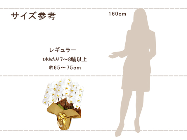 レギュラー胡蝶蘭3本立（白）