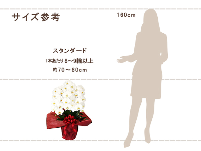 スタンダード胡蝶蘭3本立（白）