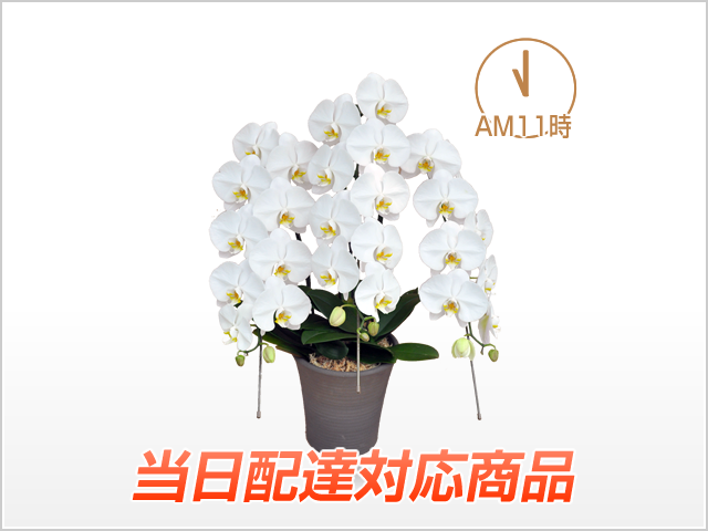 【当日配達】プレミアム胡蝶蘭3本立（白）