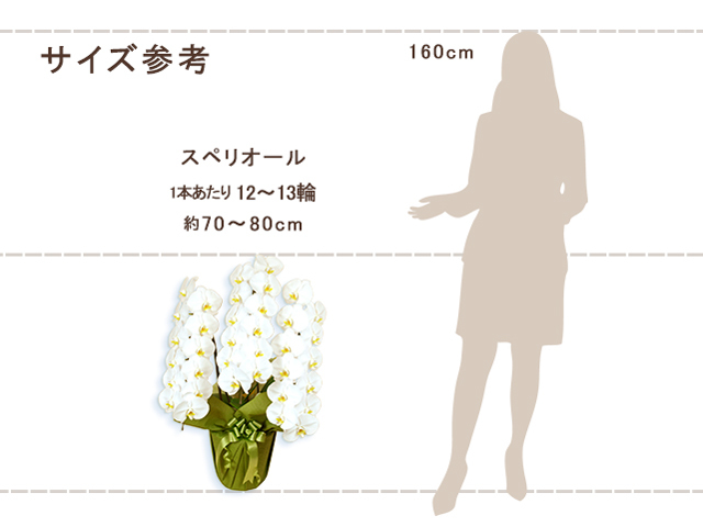 スペリオール胡蝶蘭3本立（白）