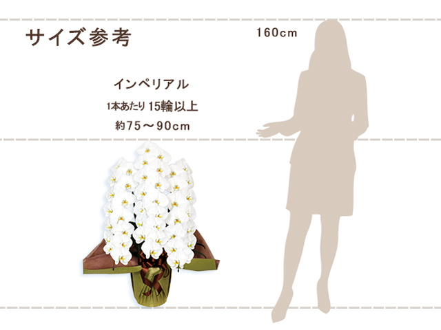 インペリアル胡蝶蘭3本立（白）
