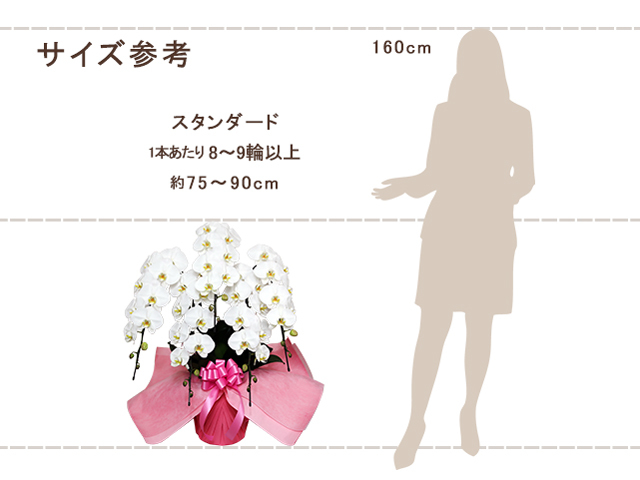 スタンダード胡蝶蘭5本立40輪（白）｜胡蝶蘭園.com