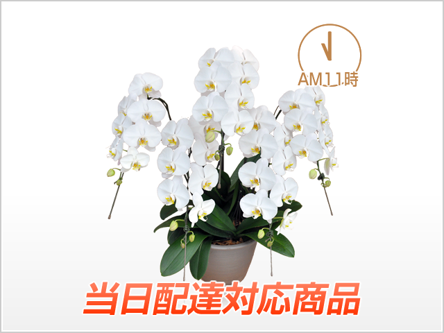 【当日配達】スタンダード胡蝶蘭5本立（白）