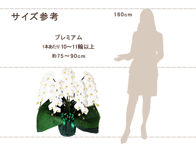 プレミアム胡蝶蘭5本立（白）