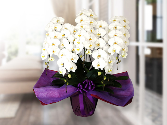 スペリオール胡蝶蘭5本立（白）