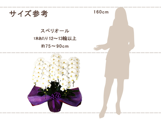 スペリオール胡蝶蘭5本立（白）