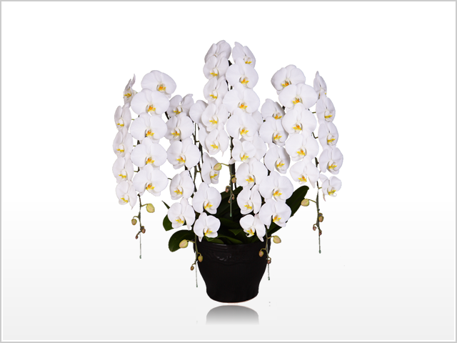 スペリオール胡蝶蘭5本立（白）