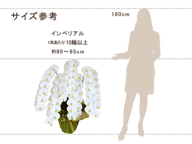 インペリアル胡蝶蘭5本立（白）