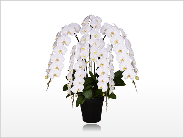 インペリアル胡蝶蘭5本立（白）