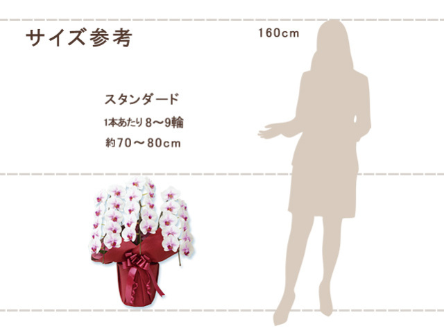 スタンダード胡蝶蘭3本立24輪（白赤）