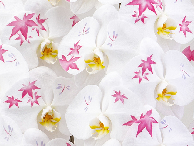 【化粧蘭-もみじ】胡蝶蘭3本立36輪（白）