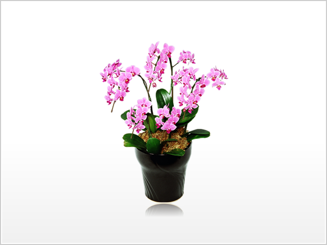 ミディ胡蝶蘭5本立（ピンク）
