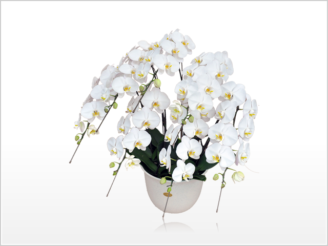 スタンダード胡蝶蘭7本立（白）