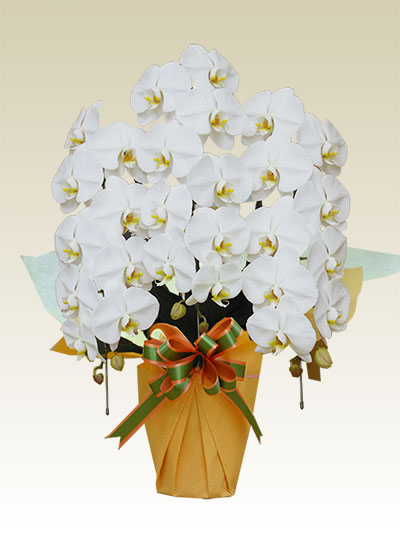 3本立胡蝶蘭ギフト（レギュラー・白色）
