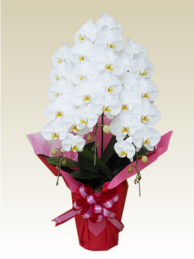 3本立 胡蝶蘭 ギフト （スタンダード・白色）