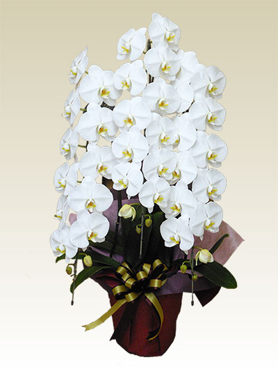 3本立胡蝶蘭ギフト（デラックス・白色）