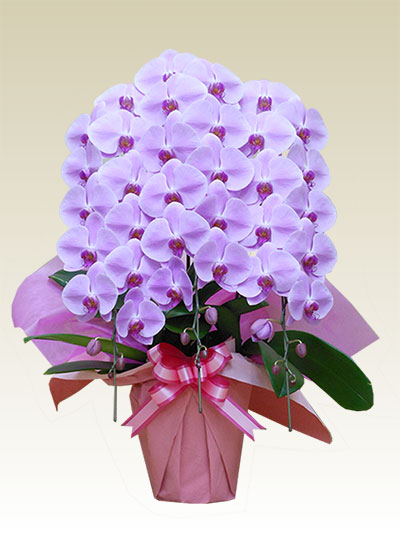 3本立胡蝶蘭ギフト（デラックス・ピンク色）