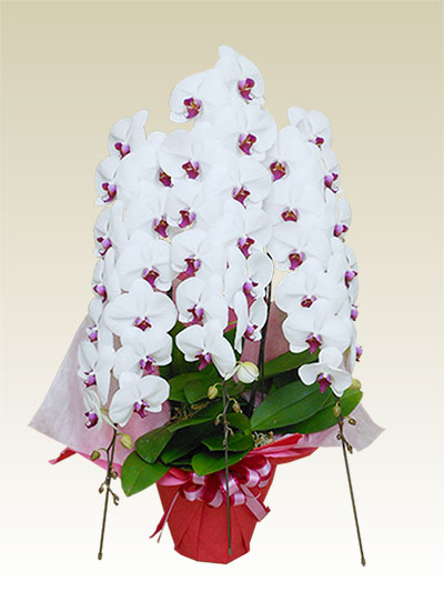 3本立胡蝶蘭ギフト（デラックス・リップ色）